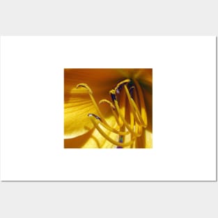 Daylily Delight. Posters and Art